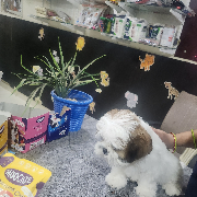 Bao n meao luxury boarding hostel for pets